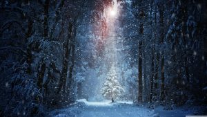 winter forest 2 wallpaper 3840x2160 1